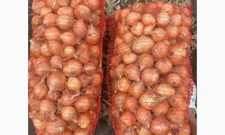 Продаж цибулі Свіфт та Фабула - фото № 8