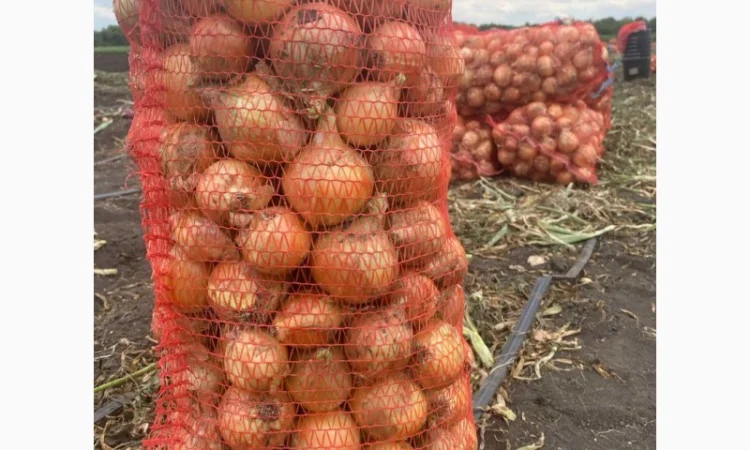 Продаж цибулі Свіфт та Фабула - фото № 9