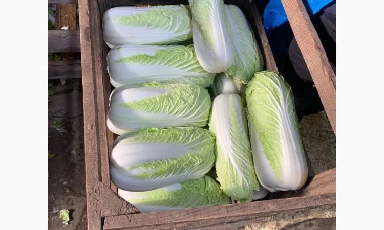 Пекінська капуста для експорту - фото № 5
