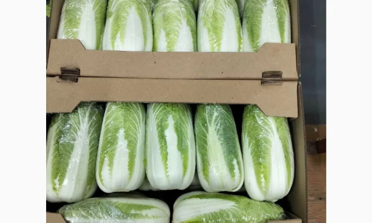 Пекінська капуста для експорту - фото № 1