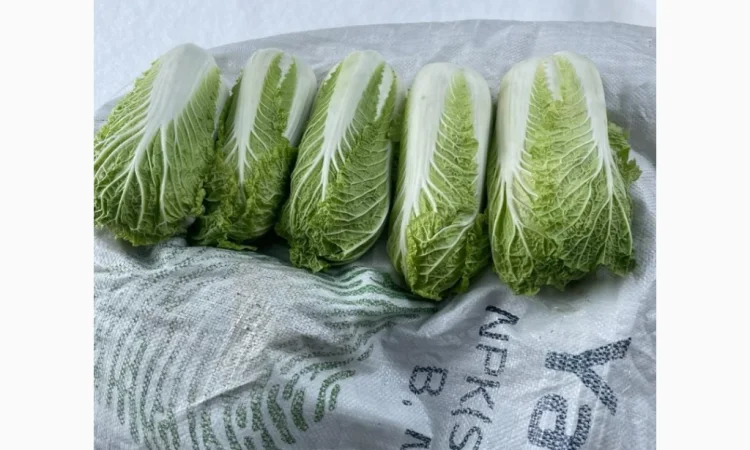 Пекінська капуста для експорту - фото № 6