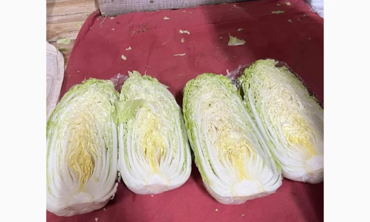 Пекінська капуста для експорту - фото № 7