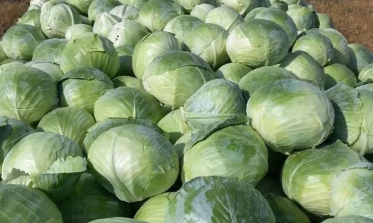 Продается капуста сорта Центурион оптом - фото № 1