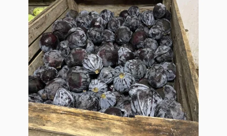 Капуста краснокочанная на продажу - фото № 1