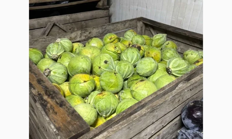 Капуста білокачанна від фермерського господарства - фото № 1