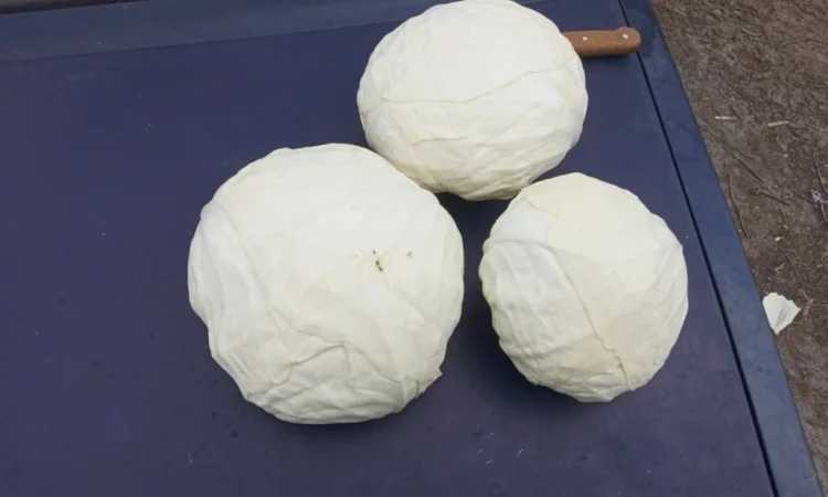 Капуста сорту Агресор на продаж - фото № 1