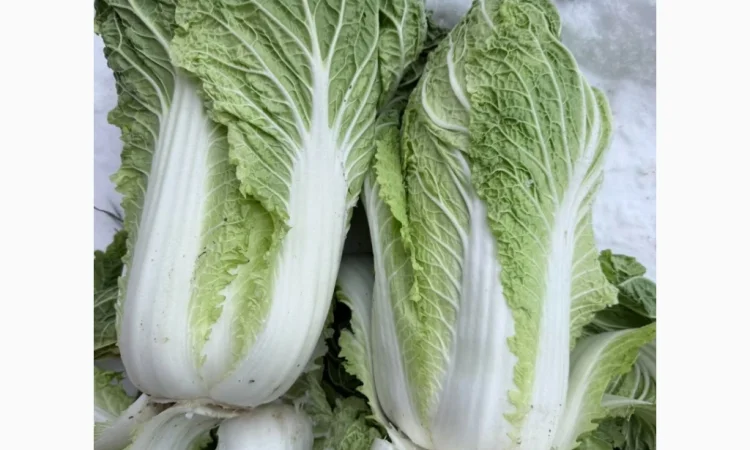 Покупка Пекінської капусти на постійній основі - фото № 1