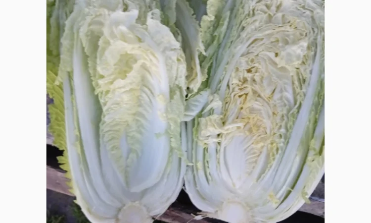 Покупка Пекінської капусти на постійній основі - фото № 4