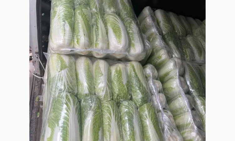 Покупка Пекінської капусти на постійній основі - фото № 2