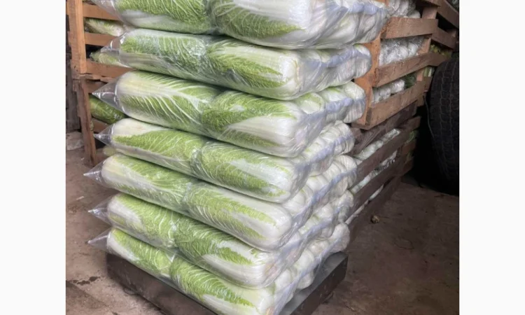 Покупка Пекінської капусти на постійній основі - фото № 9