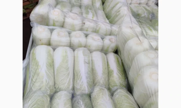 Покупка Пекінської капусти на постійній основі - фото № 10