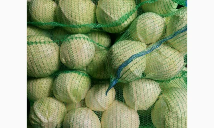 Продаж капусти від виробника - фото № 1