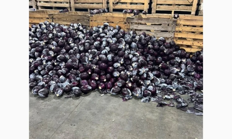 Капуста червона на продажу - фото № 1