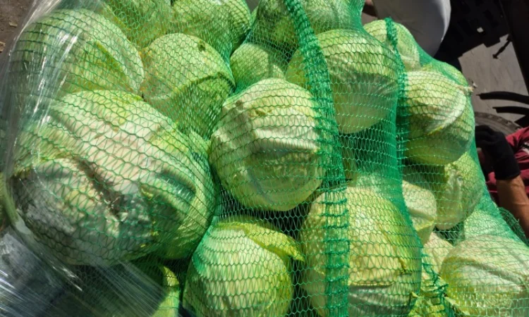 Капуста на продаж - фото № 1