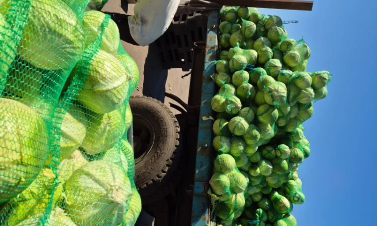 Капуста на продаж - фото № 2