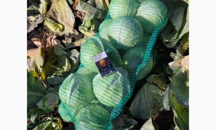 Капуста на продаж - фото № 3