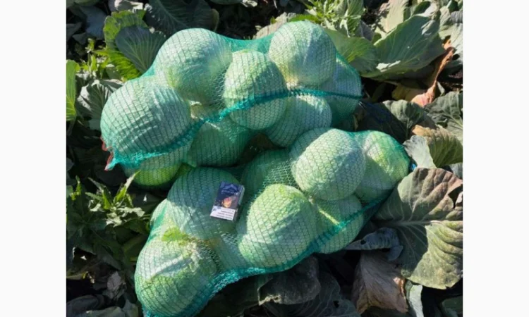 Капуста на продаж - фото № 4
