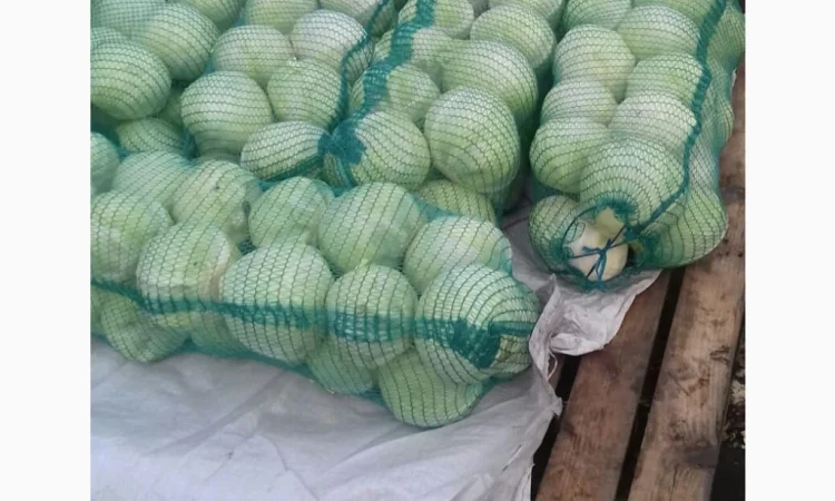 Капуста сорту Сторідор і Аргесор на продаж - фото № 1