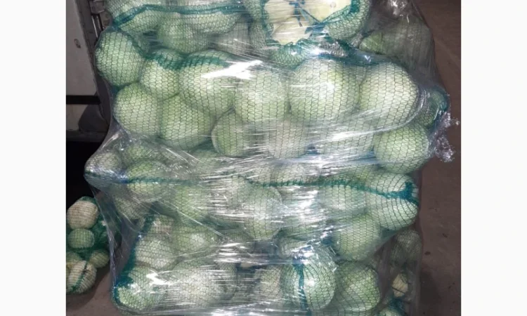 Капуста сорту Сторідор і Аргесор на продаж - фото № 3