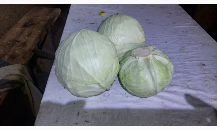 Капуста сорту Агресор на продаж - фото № 1