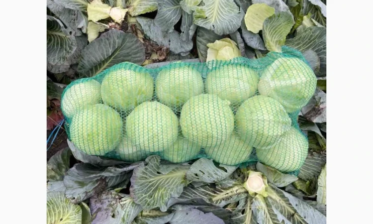 Капуста Сторідор відмінної якості - фото № 1