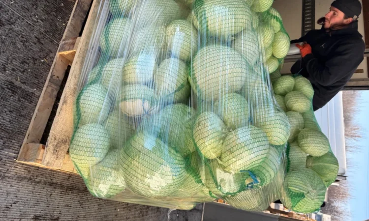 Капуста сорт Агресор, 25 кг, гуртом - фото № 1