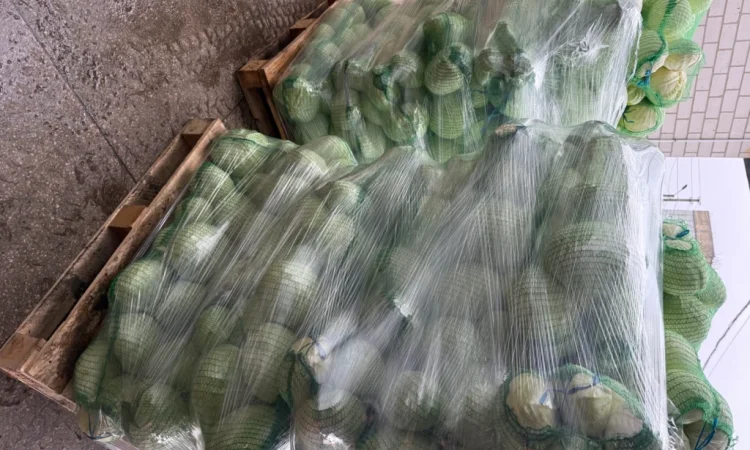 Капуста сорт Агресор, 25 кг, гуртом - фото № 2