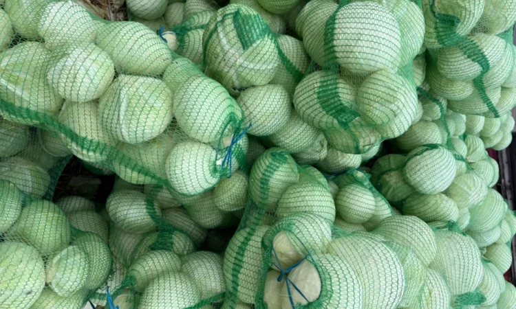 Капуста сорт Агресор, 25 кг, гуртом - фото № 4