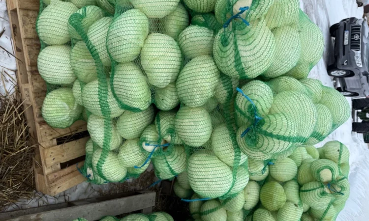 Капуста сорт Агресор, 25 кг, гуртом - фото № 5