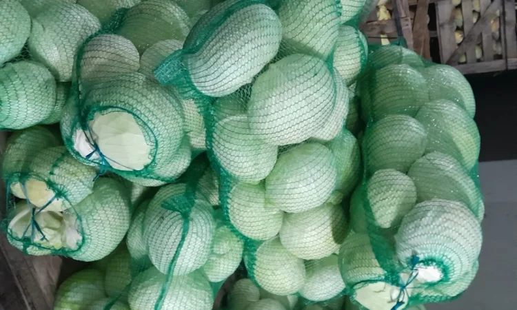 Капуста сорт Агресор на продаж - фото № 1