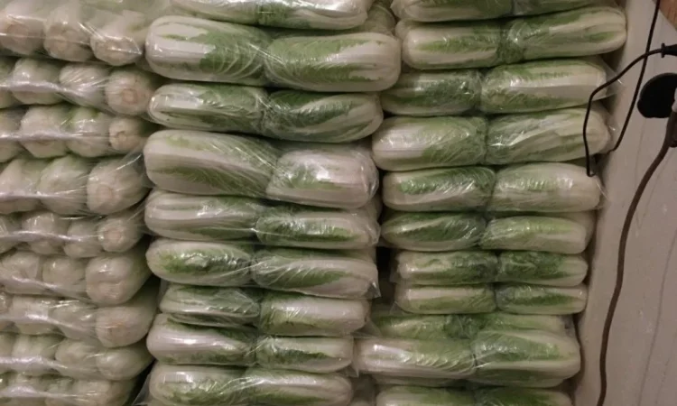 Закупка пекінської капусти від 20 тонн у Луцьку - фото № 1