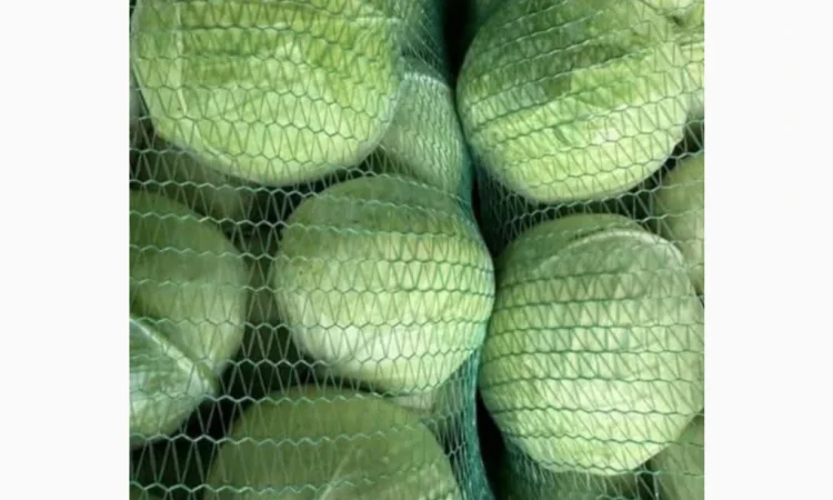 Продажа капусты сторідор - фото № 1