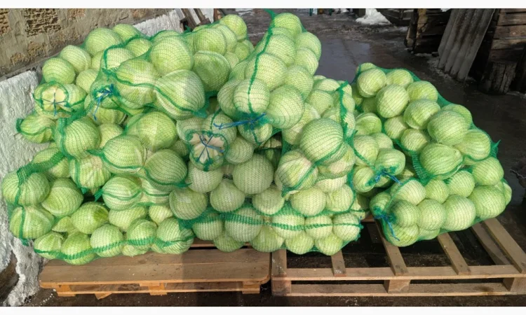 Капуста на продаж - фото № 3