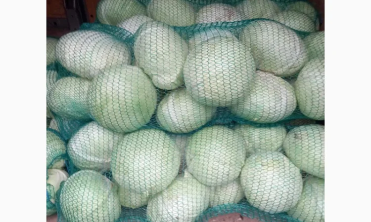 Капуста сорту Агресор на продаж - фото № 1