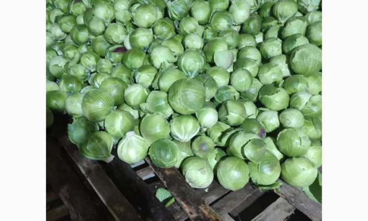Капуста на продаж - фото № 2