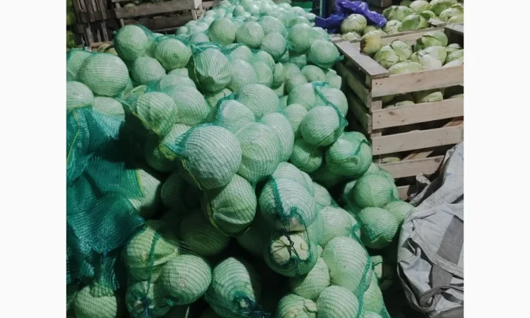 Капуста на продаж - фото № 5