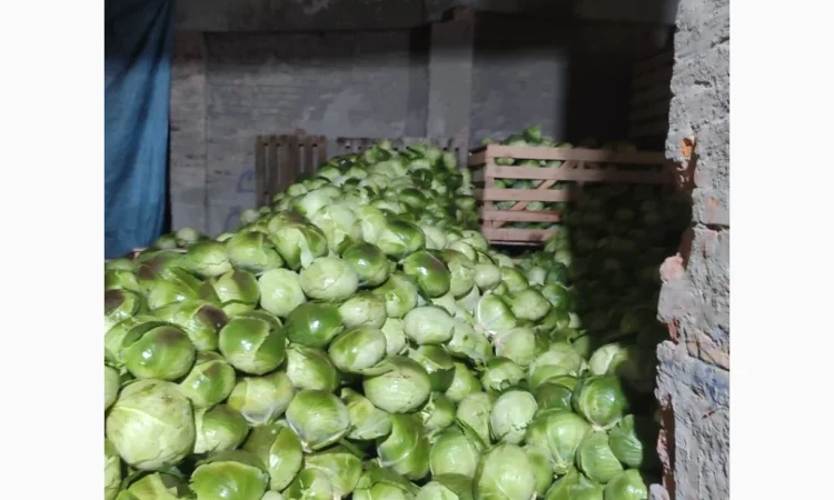 Капуста на продаж - фото № 6