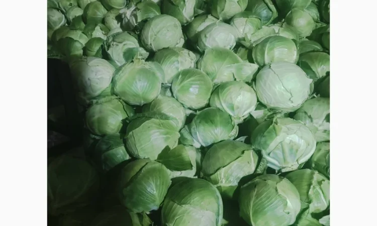 Капуста на продаж - фото № 7