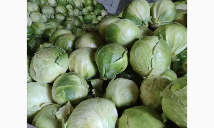 Капуста для шинковки центурион продикус на продажу - фото № 1
