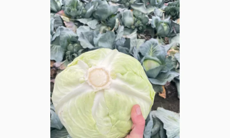 Товарна капуста, сорт Агресор на продаж - фото № 1