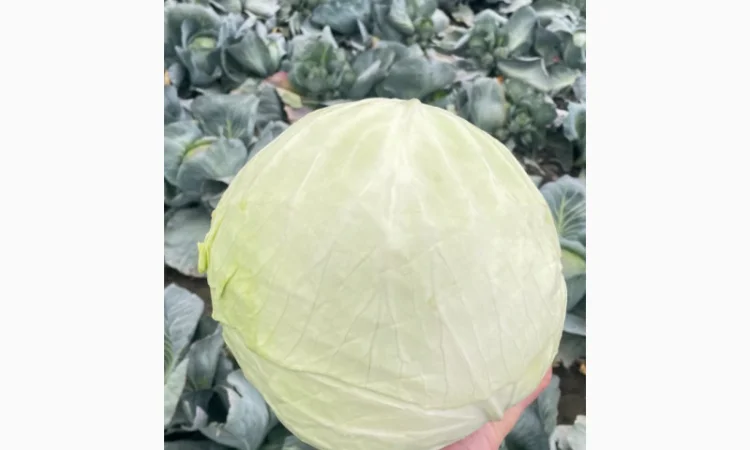 Товарна капуста, сорт Агресор на продаж - фото № 3