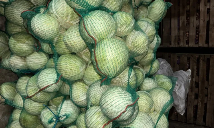 Капуста оптом на продаж - фото № 1