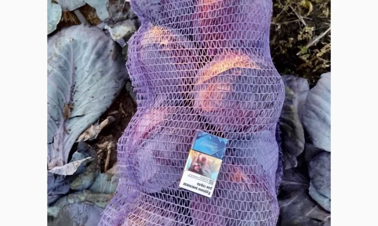 Капуста червонокачанна оптом - фото № 1