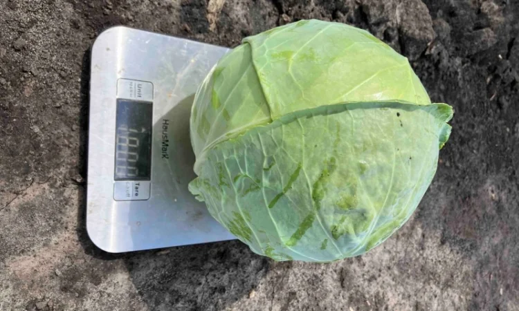 Продаж капусти сорту Зенон - фото № 1