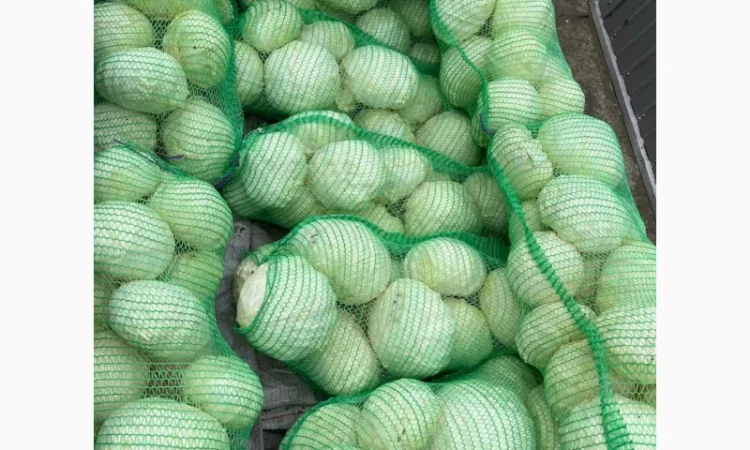 Капуста від постачальника, обсяг від 10 тонн - фото № 1