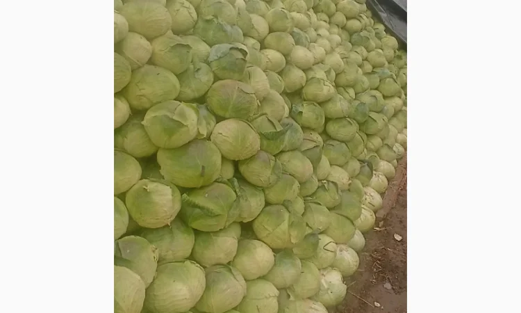 Капуста сорту Агресор на продаж - фото № 1