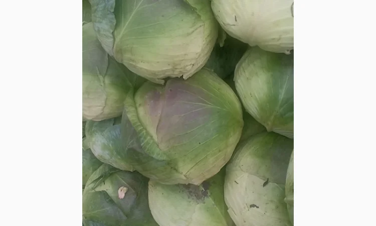 Капуста сорту Агресор на продаж - фото № 2