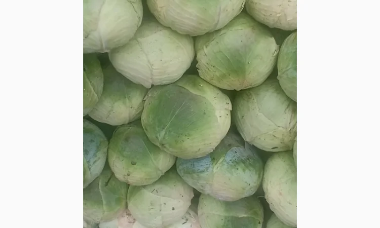 Капуста сорту Агресор на продаж - фото № 3
