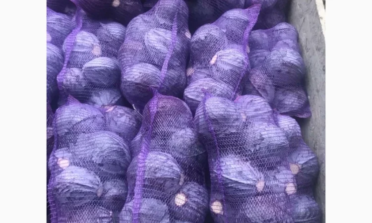 Куплю червоноголовую капусту - фото № 1