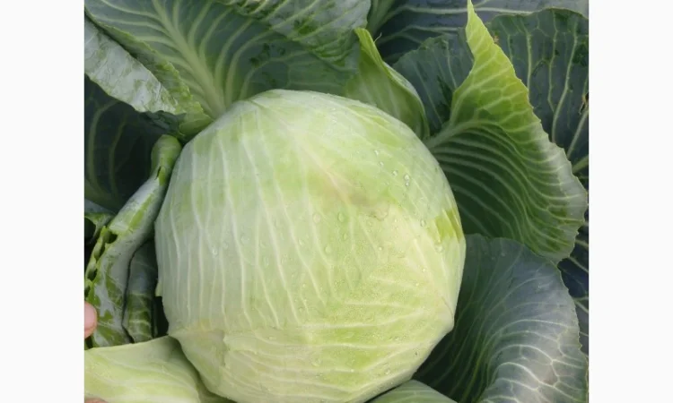 Капуста сорт Агрессор від виробника - фото № 1